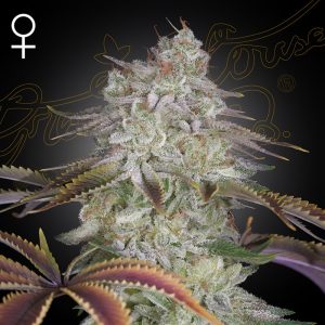 AlienZ - Green House Seeds - feminisierte Samen