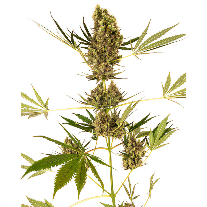 Alpine Delight CBD Auto - Sensi Seeds - Samen