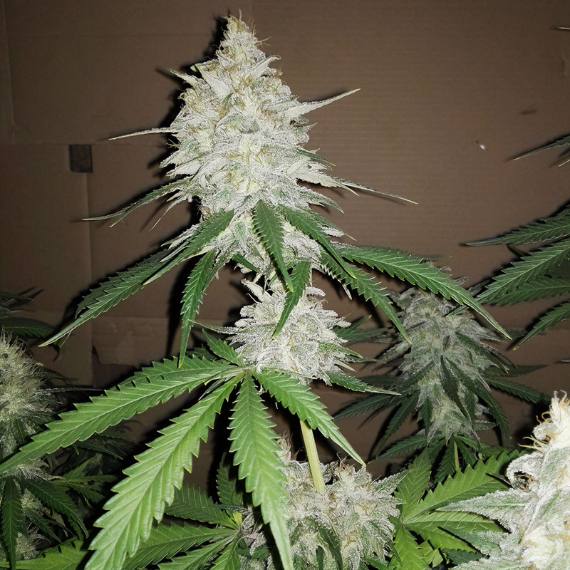 Amnesia Haze feminisierte Cannabissamen, Ansicht 2