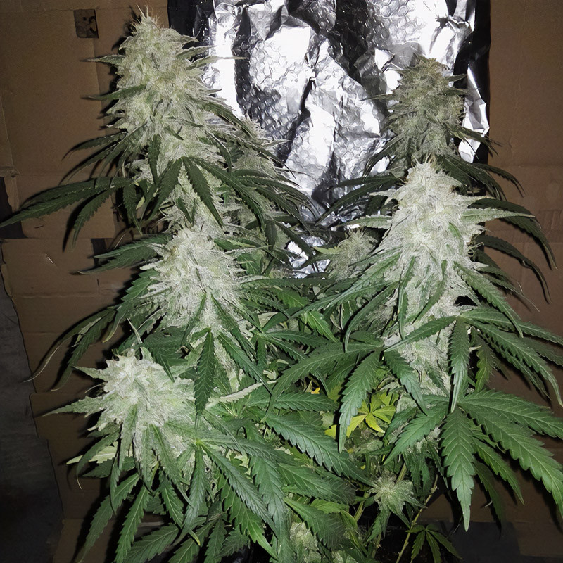 Amnesia Haze feminisierte Cannabissamen, Ansicht 3