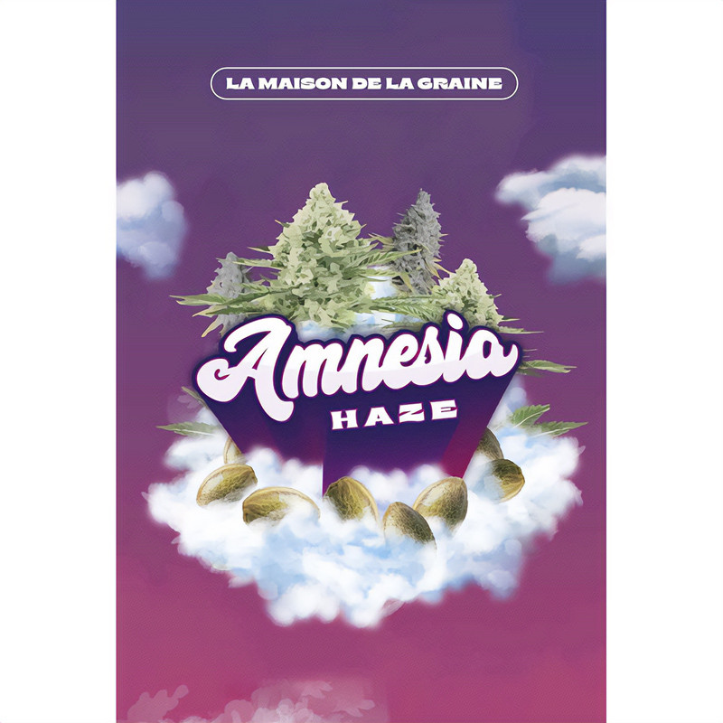 Amnesia Haze feminisierte Cannabissamen, Ansicht 4