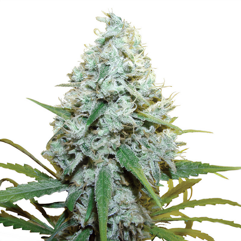 Amnesia Mac Ganja (AMG) feminisierte Cannabissamen, Ansicht 3