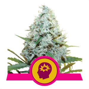 Amnesia Mac Ganja (AMG) - Royal Queen Seeds - feminisierte Samen