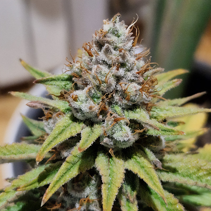 Amnesia Mac Ganja (AMG) feminisierte Cannabissamen, Ansicht 4