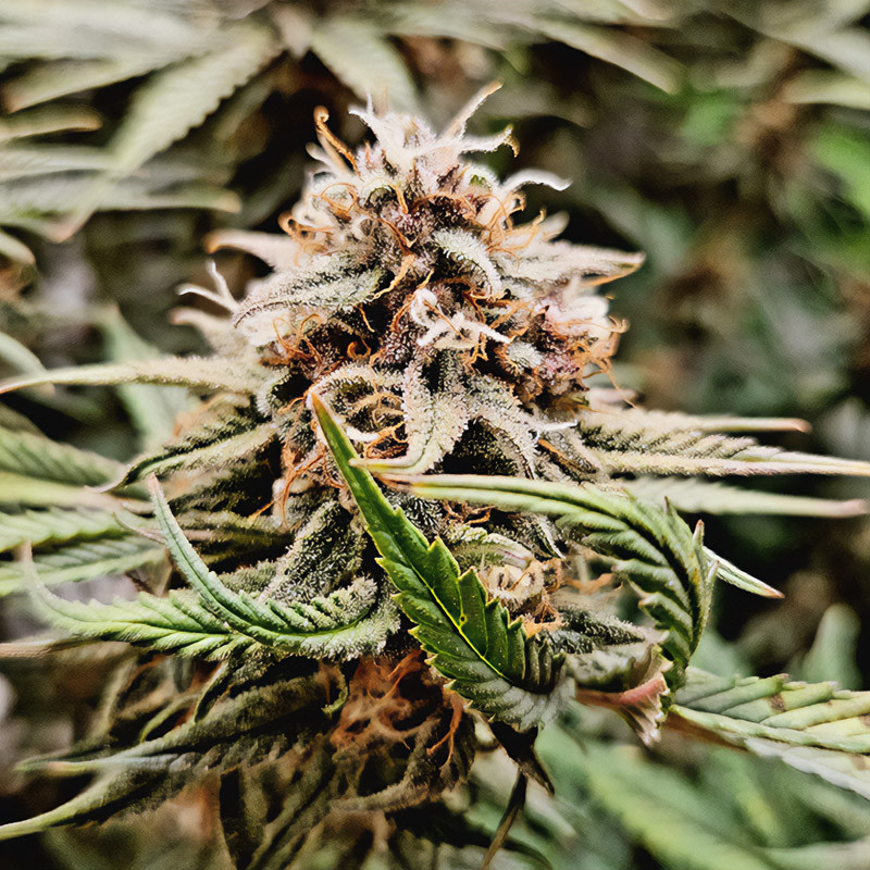 Amnesia Mac Ganja (AMG) feminisierte Cannabissamen, Ansicht 5
