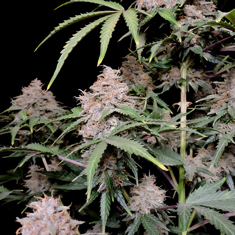 Amnesia Zkittlez Auto autoflowering Cannabissamen, Ansicht 2