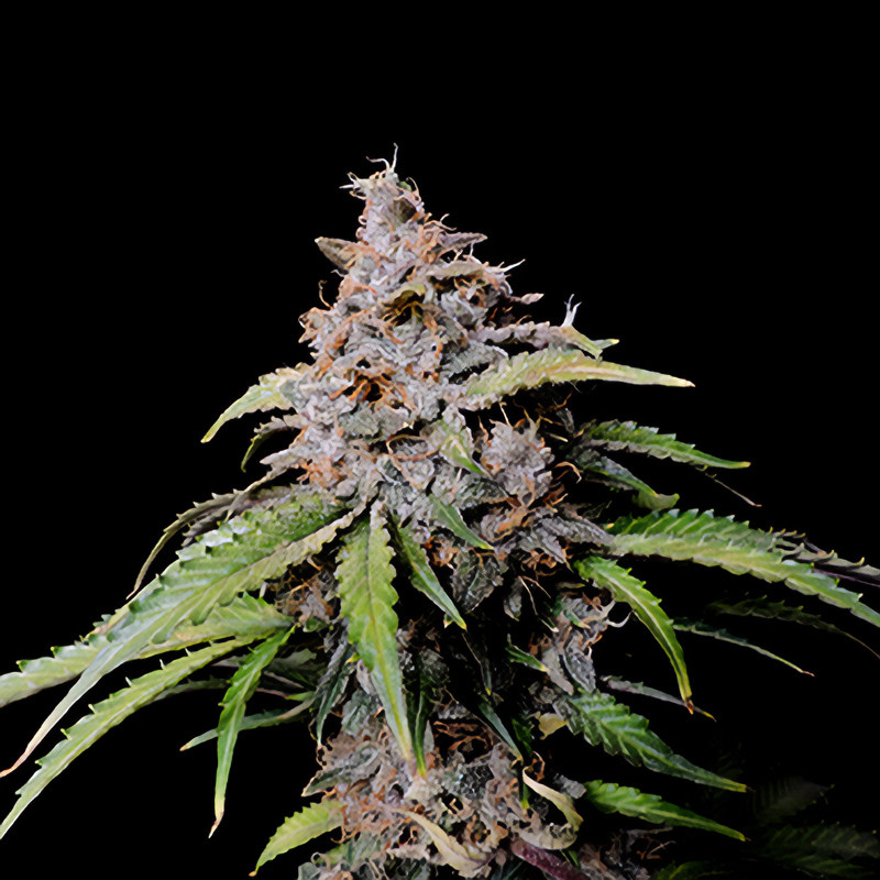 Amnesia Zkittlez Auto autoflowering Cannabissamen, Ansicht 3