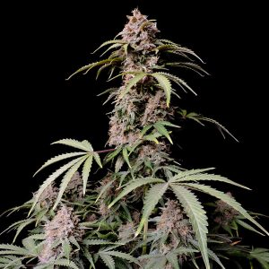 Amnesia Zkittlez Auto - FastBuds - Autoflowering Samen