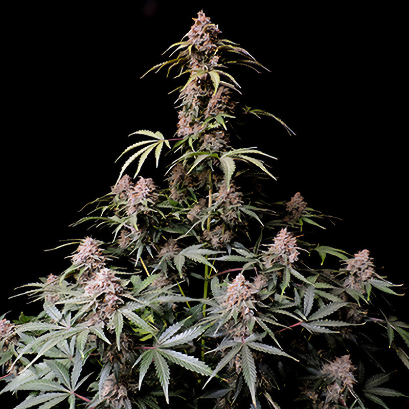 Amnesia Zkittlez Auto autoflowering Cannabissamen, Ansicht 4