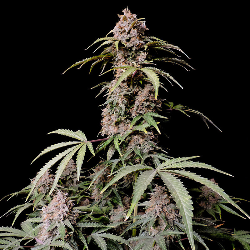 Amnesia Zkittlez Auto - FastBuds - Autoflowering Samen
