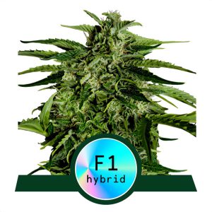 Apollo F1 - Royal Queen Seeds - Autoflowering Samen