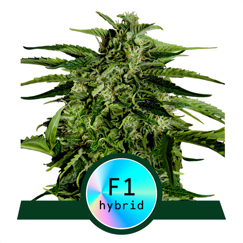 Apollo F1 - Royal Queen Seeds - Autoflowering Samen