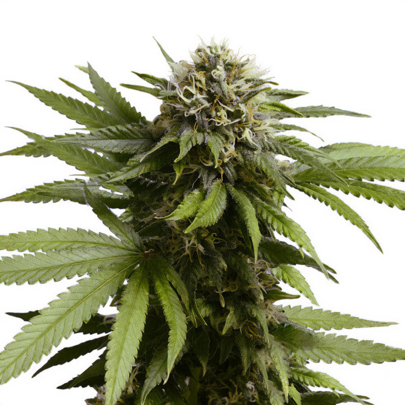Apple Fritter Royal Queen Seeds Autoflowering Cannabissamen, Ansicht 3