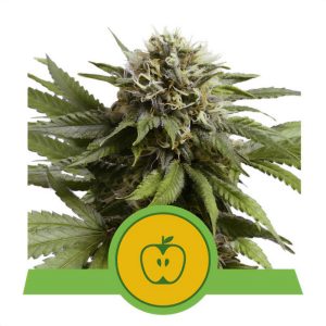 Apple Fritter - Royal Queen Seeds - Autoflowering Samen