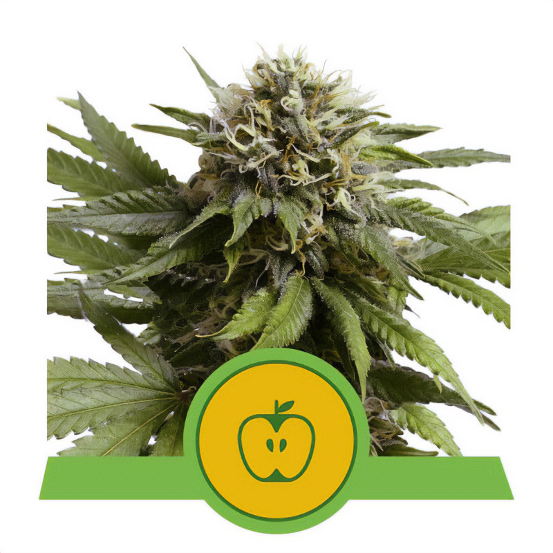 Apple Fritter - Royal Queen Seeds - Autoflowering Samen