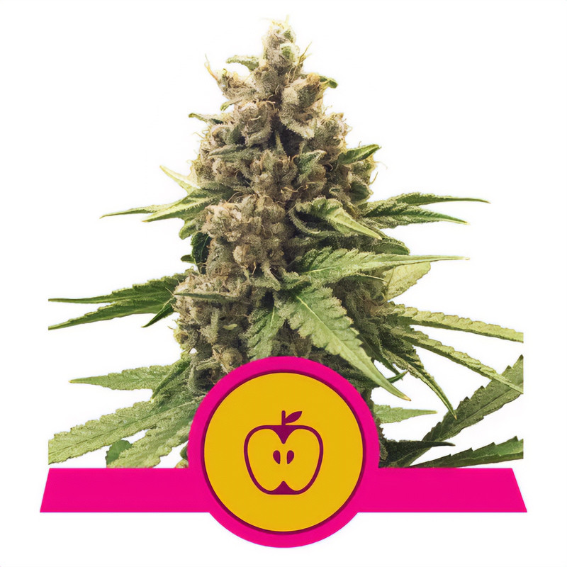 Apple Fritters - Royal Queen Seeds - feminisierte Samen
