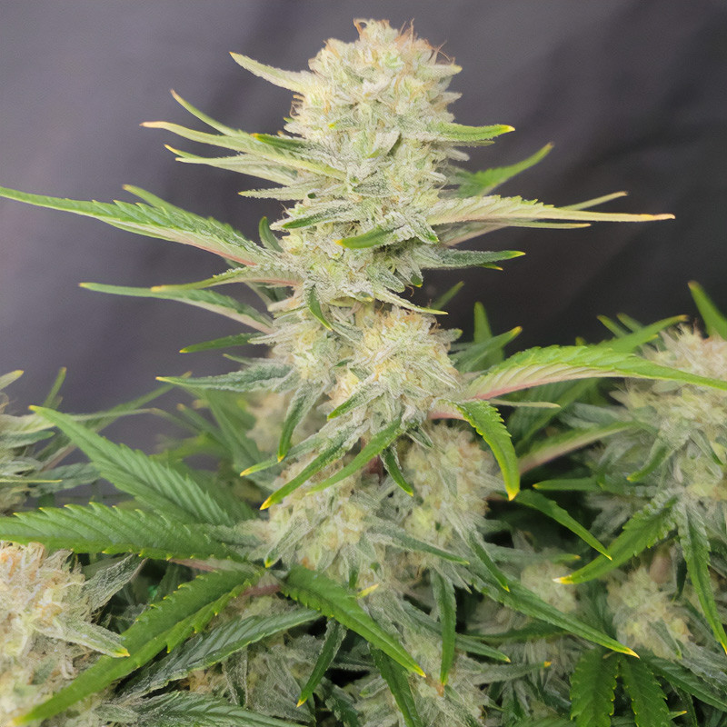 Auto Apricot autoflowering Cannabissamen, Ansicht 2