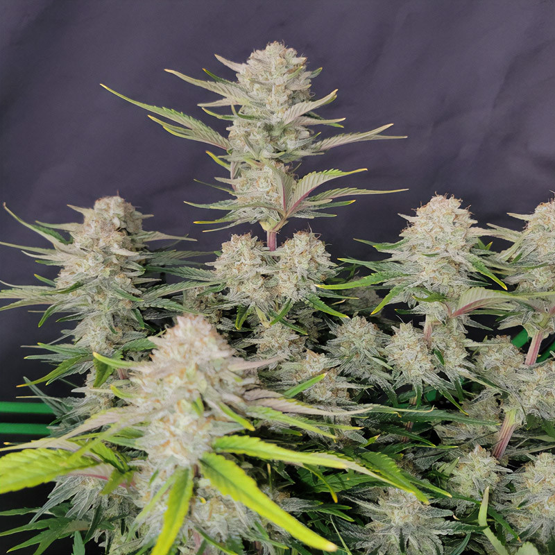 Auto Apricot autoflowering Cannabissamen, Ansicht 3