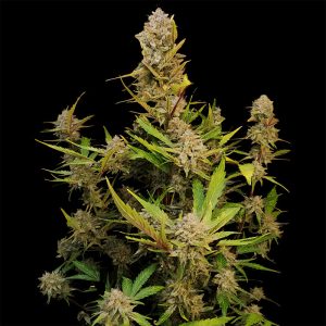 Auto Apricot - FastBuds - Autoflowering Samen