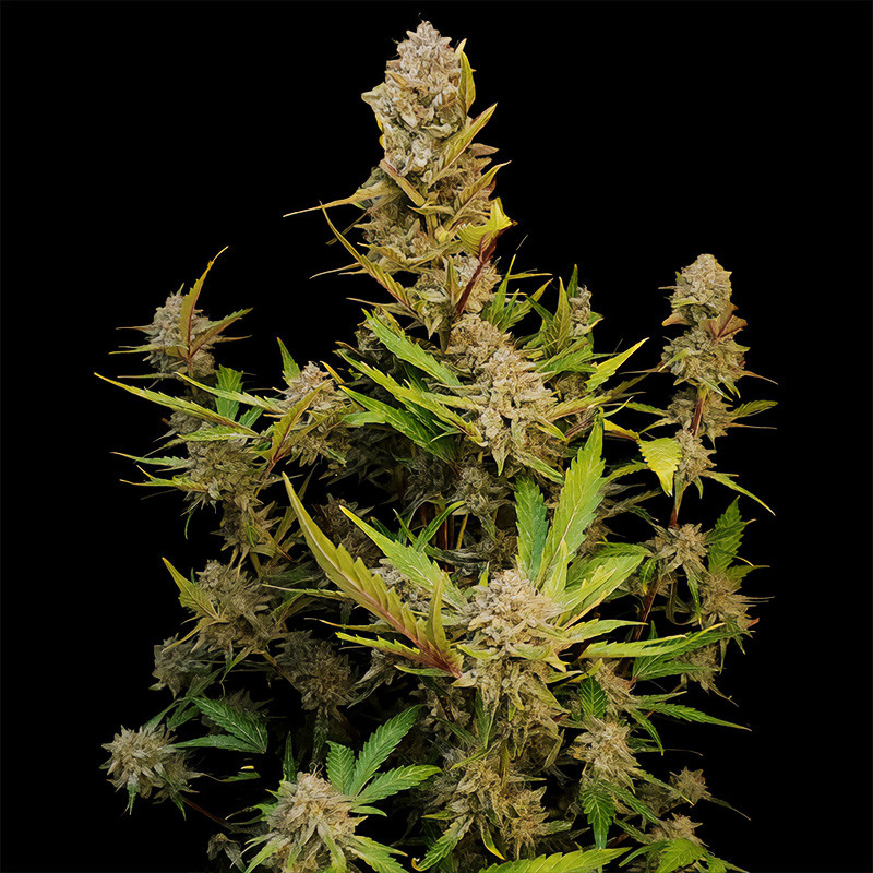 Auto Apricot - FastBuds - Autoflowering Samen