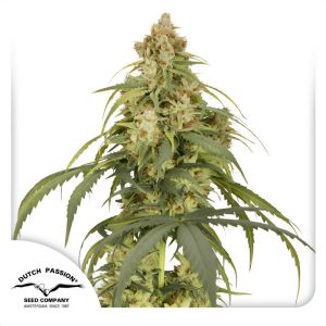 Auto CBD-Victory - Dutch Passion - Samen