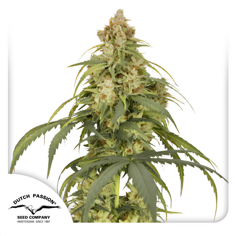 Auto CBD-Victory - Dutch Passion - Samen