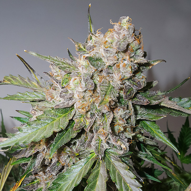 Auto Glueberry O.G. autoflowering Cannabissamen, Ansicht 2