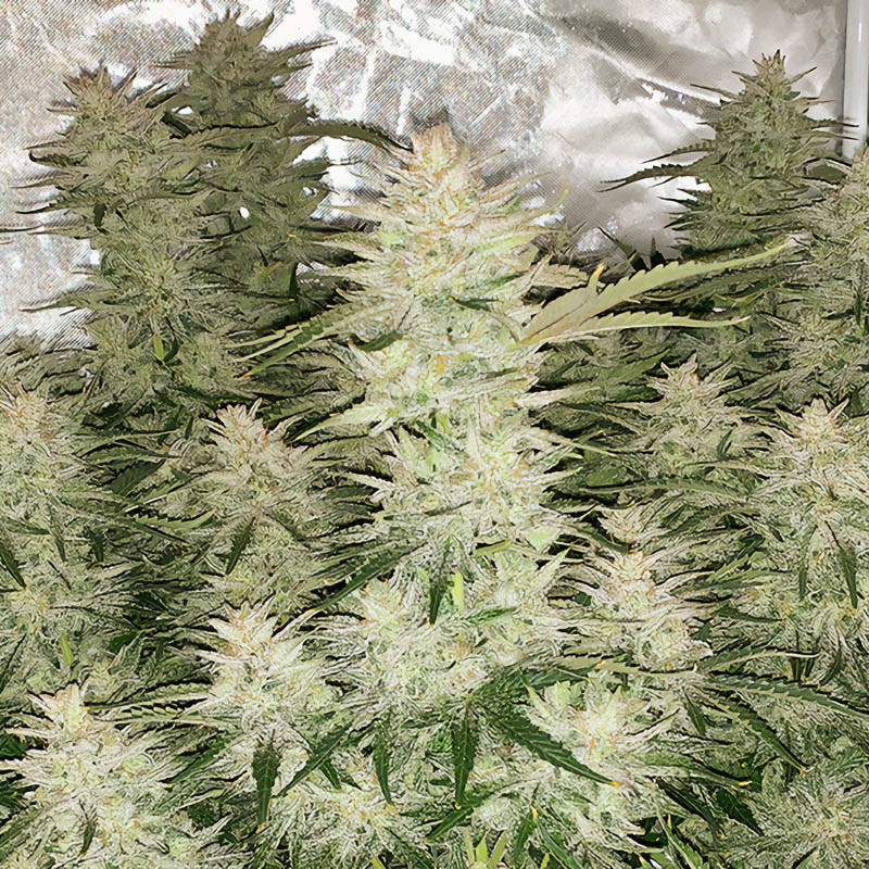 Auto Glueberry O.G. autoflowering Cannabissamen, Ansicht 3