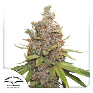 Auto Glueberry O.G. - Dutch Passion - Autoflowering Samen