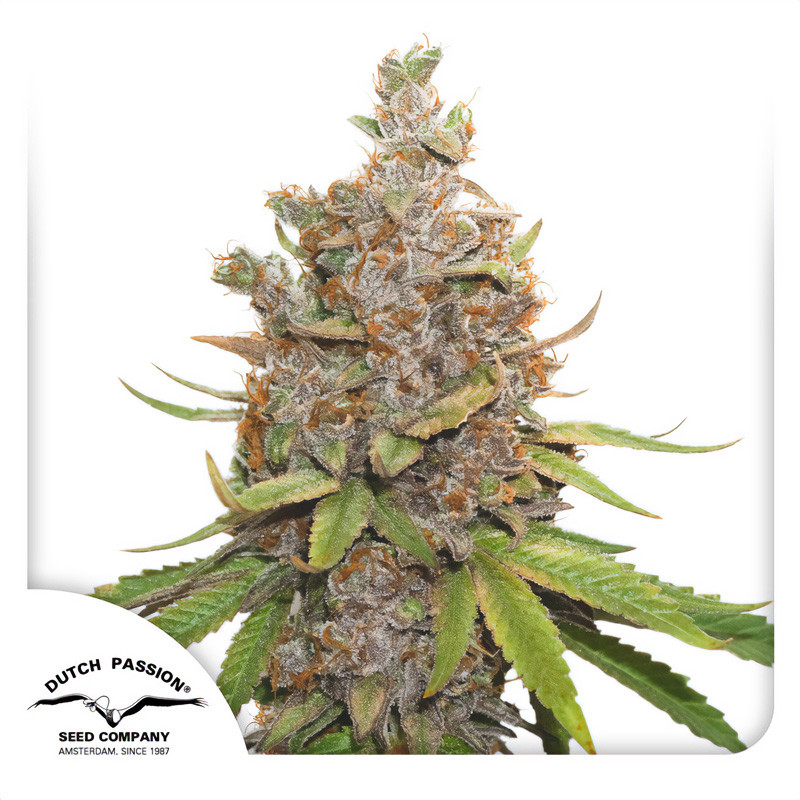 Auto Glueberry O.G. - Dutch Passion - Autoflowering Samen