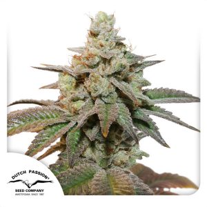 Auto Kerosene Krash - Dutch Passion - Autoflowering Samen