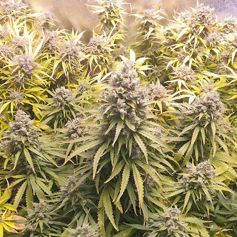 Auto Lemon Kix autoflowering Cannabissamen, Ansicht 2