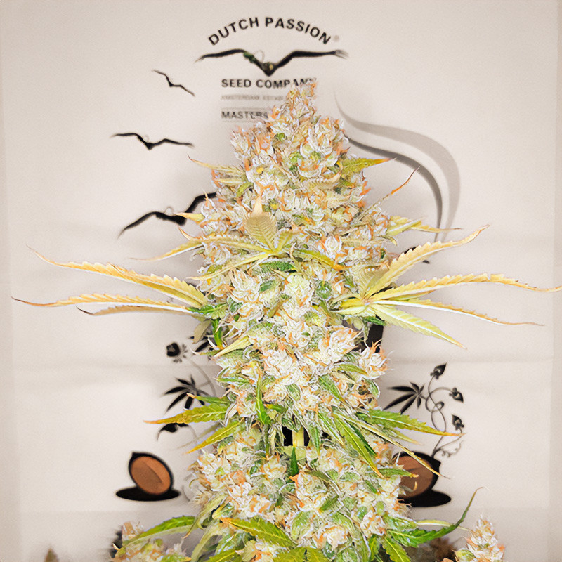 Auto Lemon Kix autoflowering Cannabissamen, Ansicht 3