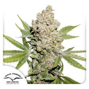 Auto Lemon Kix - Dutch Passion - Autoflowering Samen