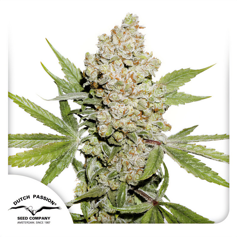 Auto Lemon Kix - Dutch Passion - Autoflowering Samen