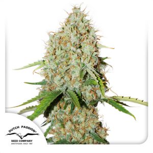 AutoBrooklyn Sunrise - Dutch Passion - Autoflowering Samen