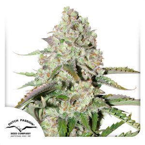 AutoColorado Cookies - Dutch Passion - Autoflowering Samen