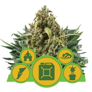 Autoflowering Mix - Royal Queen Seeds - Samen