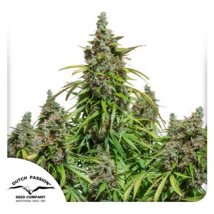 AutoMazar - Dutch Passion - Autoflowering Samen