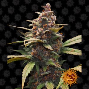 Ayahuasca Purple - Barney's Farm - feminisierte Samen