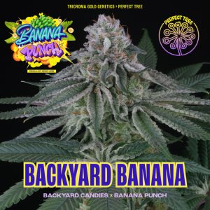 Backyard Banana - Perfect Tree - reguläre Samen