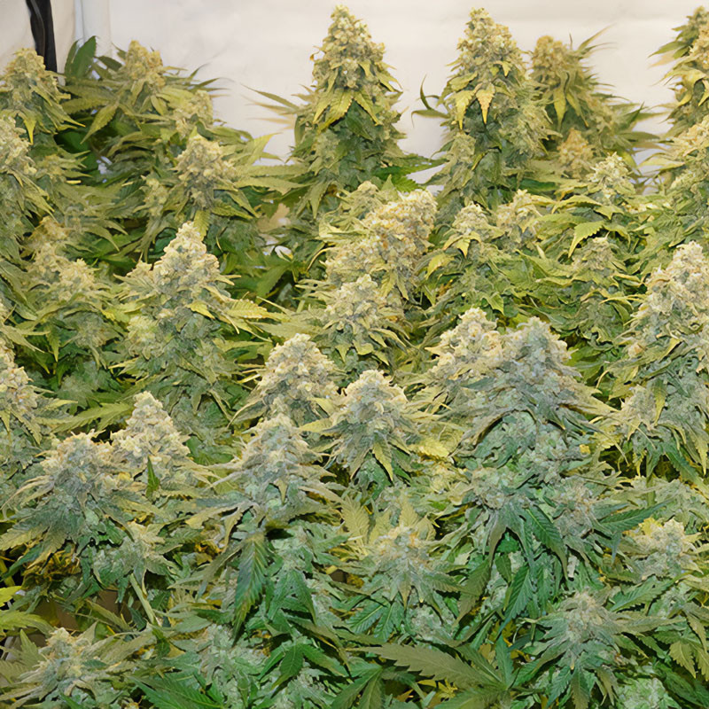Banana Blaze feminisierte Cannabissamen, Ansicht 2