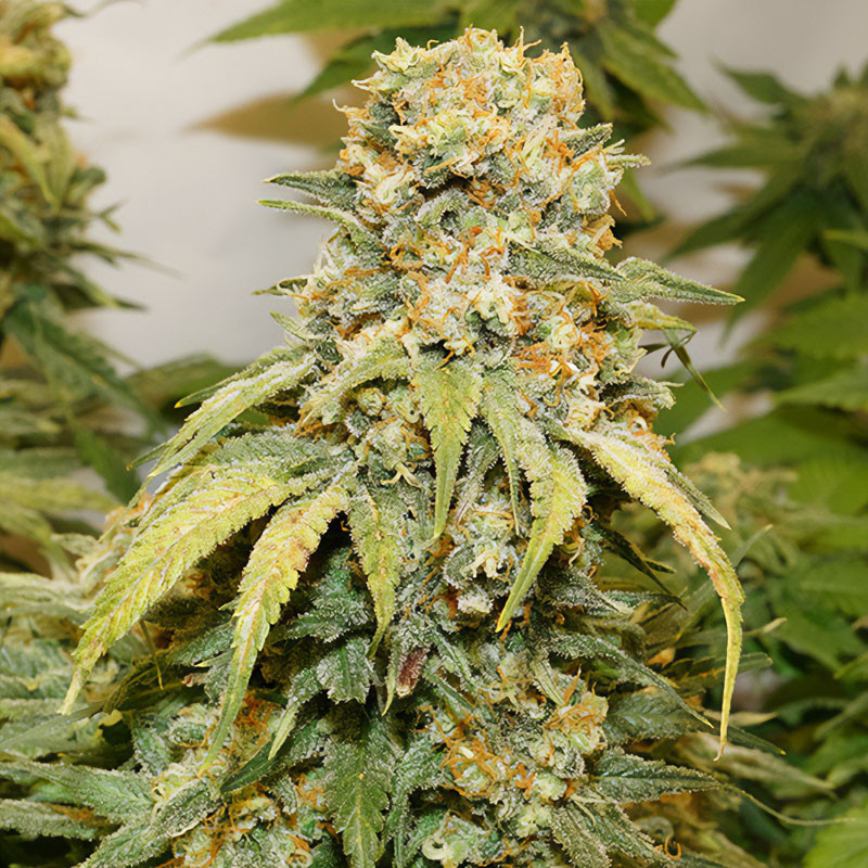 Banana Blaze feminisierte Cannabissamen, Ansicht 3