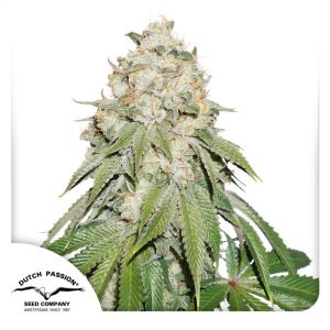 Banana Blaze - Dutch Passion - feminisierte Samen