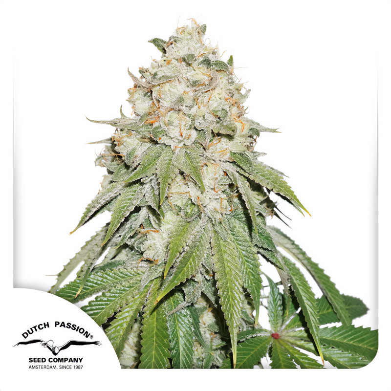 Banana Blaze - Dutch Passion - feminisierte Samen