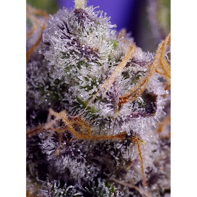 Banana Cream Cake XL Auto autoflowering Cannabissamen, Ansicht 2