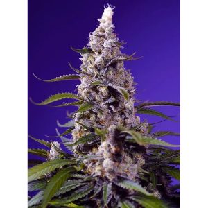Banana Cream Cake XL Auto - Sweet Seeds - Autoflowering Samen