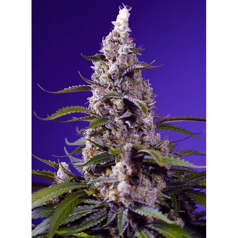Banana Cream Cake XL Auto - Sweet Seeds - Autoflowering Samen
