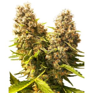 Banana Kush Cake Auto - Sensi Seeds - Autoflowering Samen