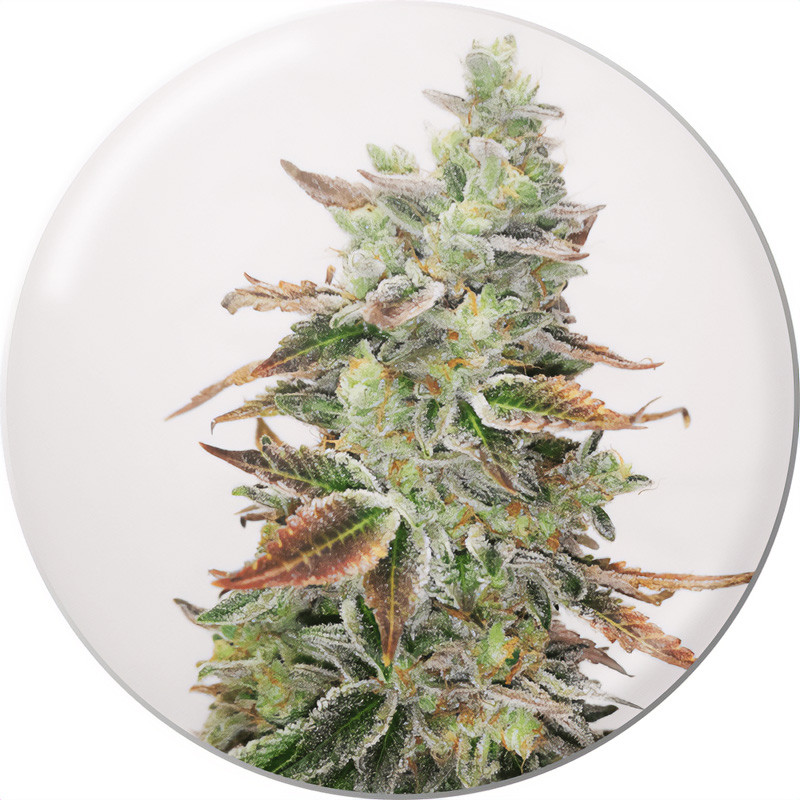 Banana Purp - Medical Seeds - feminisierte Samen
